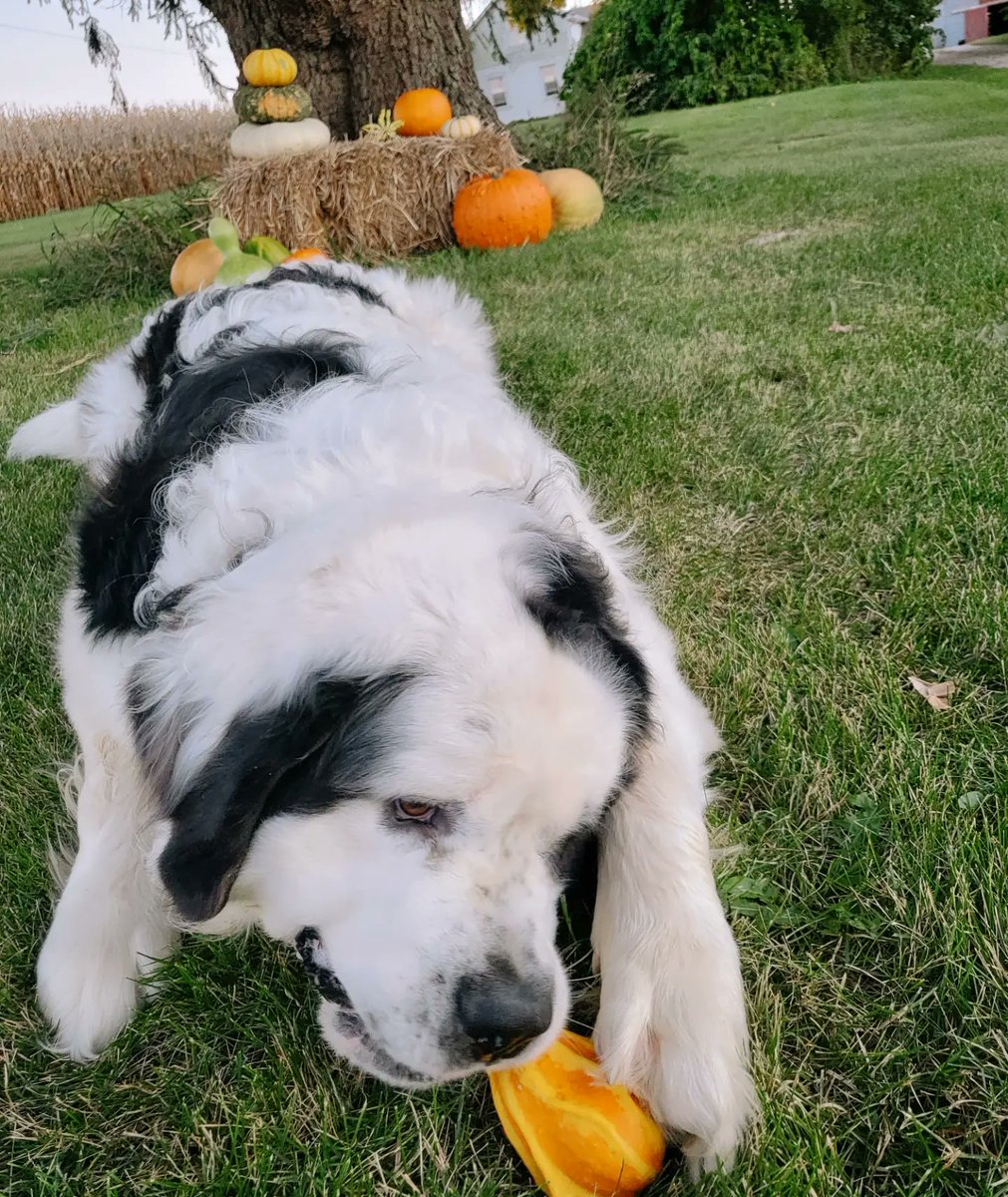 sosocial_worker's tweet photo. Happy Fall Yall 🍁 https://t.co/eP6oOe82zb