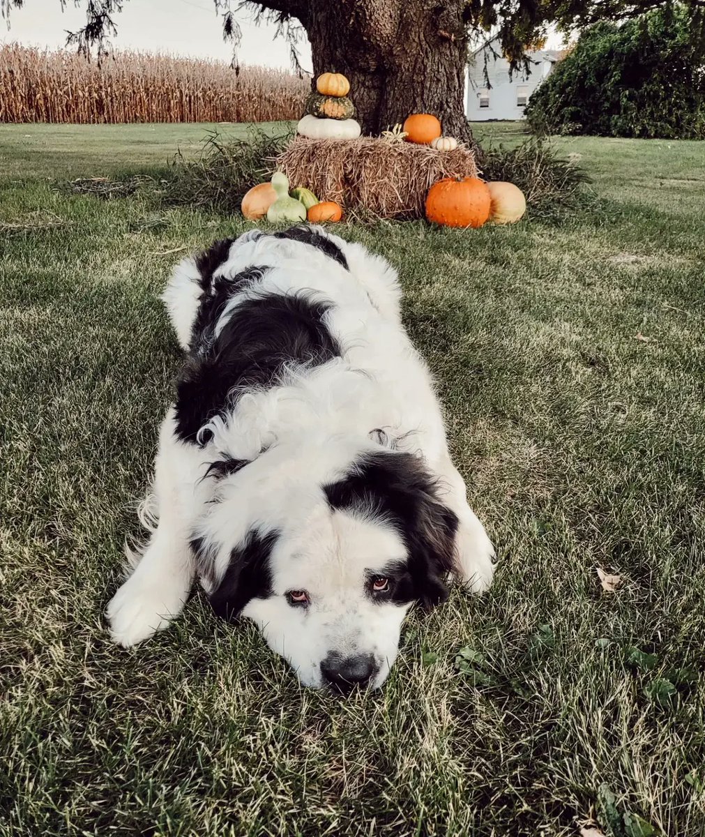 sosocial_worker's tweet photo. Happy Fall Yall 🍁 https://t.co/eP6oOe82zb