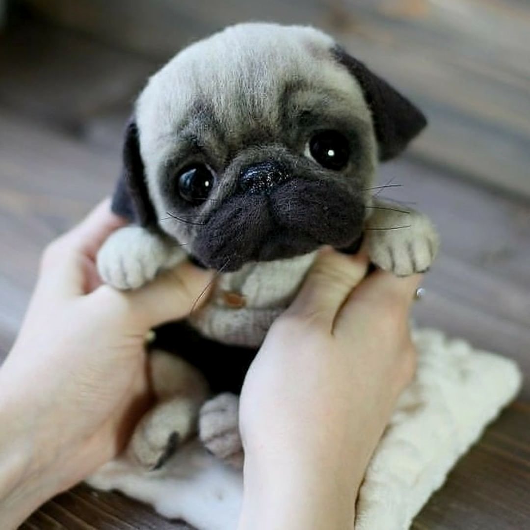 PugSmile7's tweet photo. Do you love me. I know you love me.😍❤️
.
.
#pugs #puglife #puppylove #dogsoftwitter https://t.co/xTlLmzCzNX