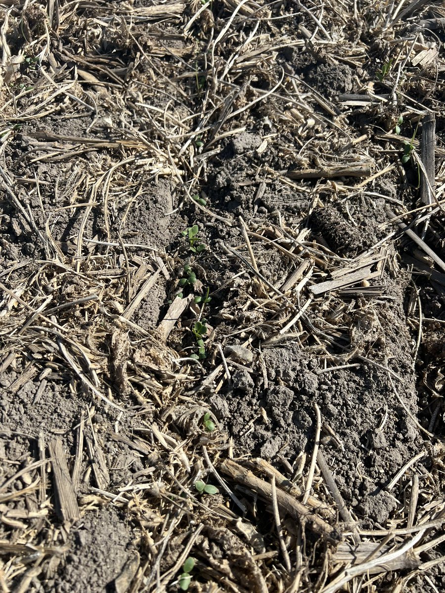 With very little rain since it was seeded the cover crop is coming out to see light. Excited to see it with the dry dust rolling everywhere.planted sep 28. #22covercrop
