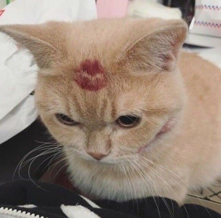 pamp4mx's tweet photo. ‧₊˚✩ ⌕ search #studytwy, #studytwtbr
⠀⠀✩▸ pampam • pt-br • she
⠀⠀✩▸ vest • enem • languges
⠀⠀✩▸ web & graphic design • dev
⠀⠀⠀↺ / ♡ brotinhos 💌 https://t.co/5QyAiKRZi8