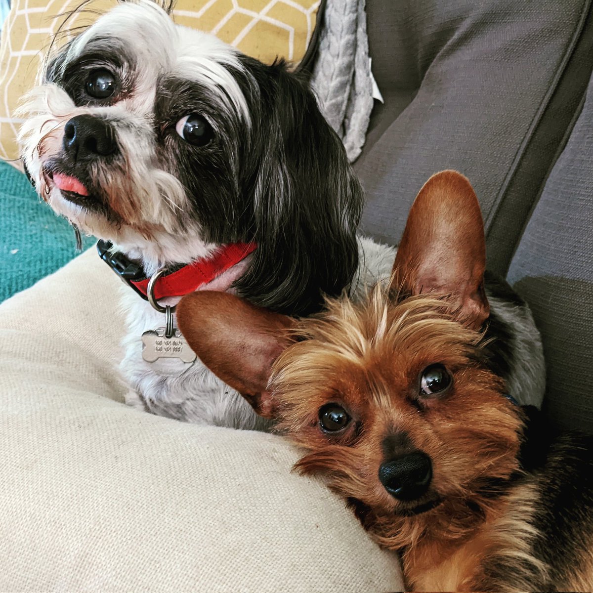 HeatherRivet's tweet photo. @barkbox Theodore and Simon have entered the chat https://t.co/zdK05EoPpy