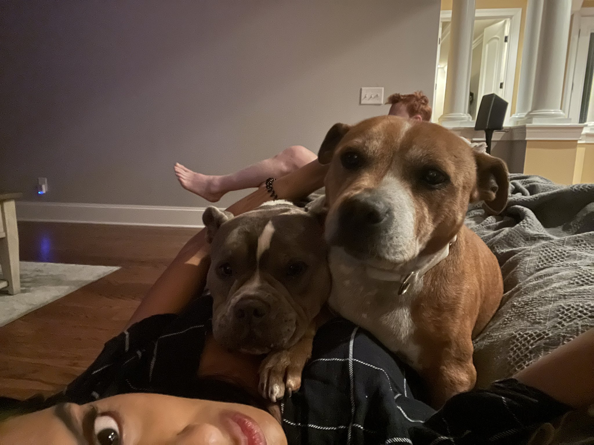 Isabella Revilla-Farrelly on Twitter: "90 lbs of girly pups on a 120 lb