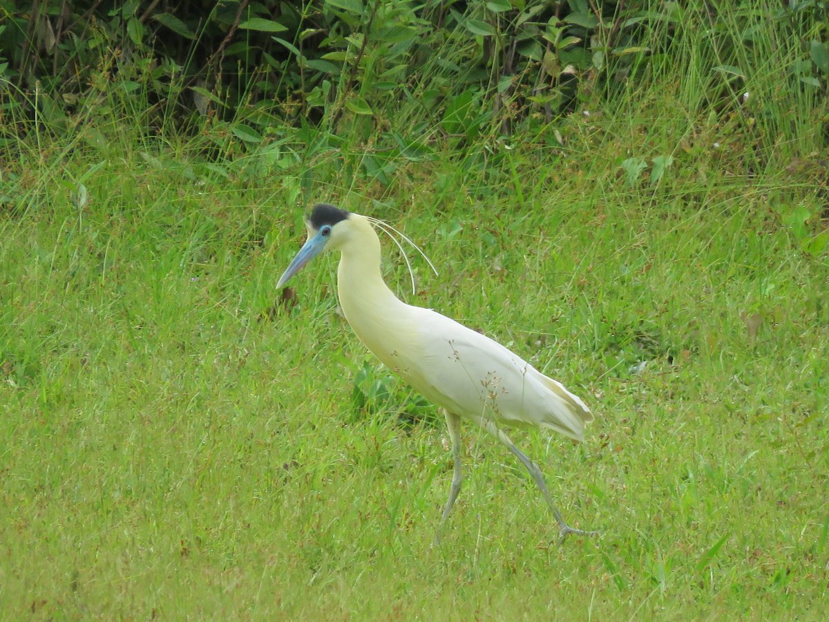 CNRS_Nouragues's tweet image. 🔎#Héron coiffé #Pilherodius pileatus de passage sur la station de recherche🔬 @CNRS_Nouragues /🔎 #Capped heron #Pilherodius pileatus visiting the @CNRS_Nouragues research🔬 station - 📸 Patrick Chatelet