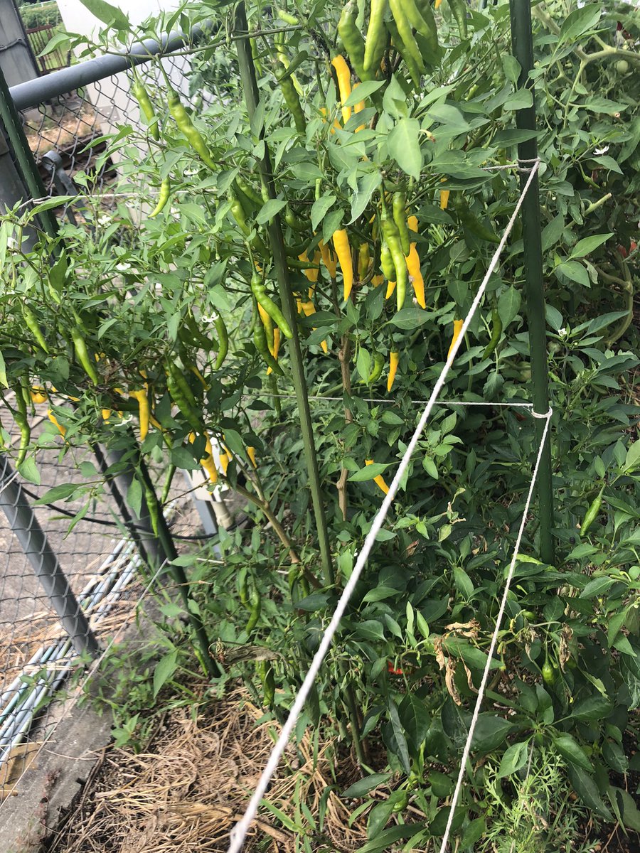 A50131985's tweet photo. 国産、無農薬、無肥料、一味完成🥰
種も料理に使った唐辛子から取ったからタダよ🤣 https://t.co/Gp6sULKQ1l