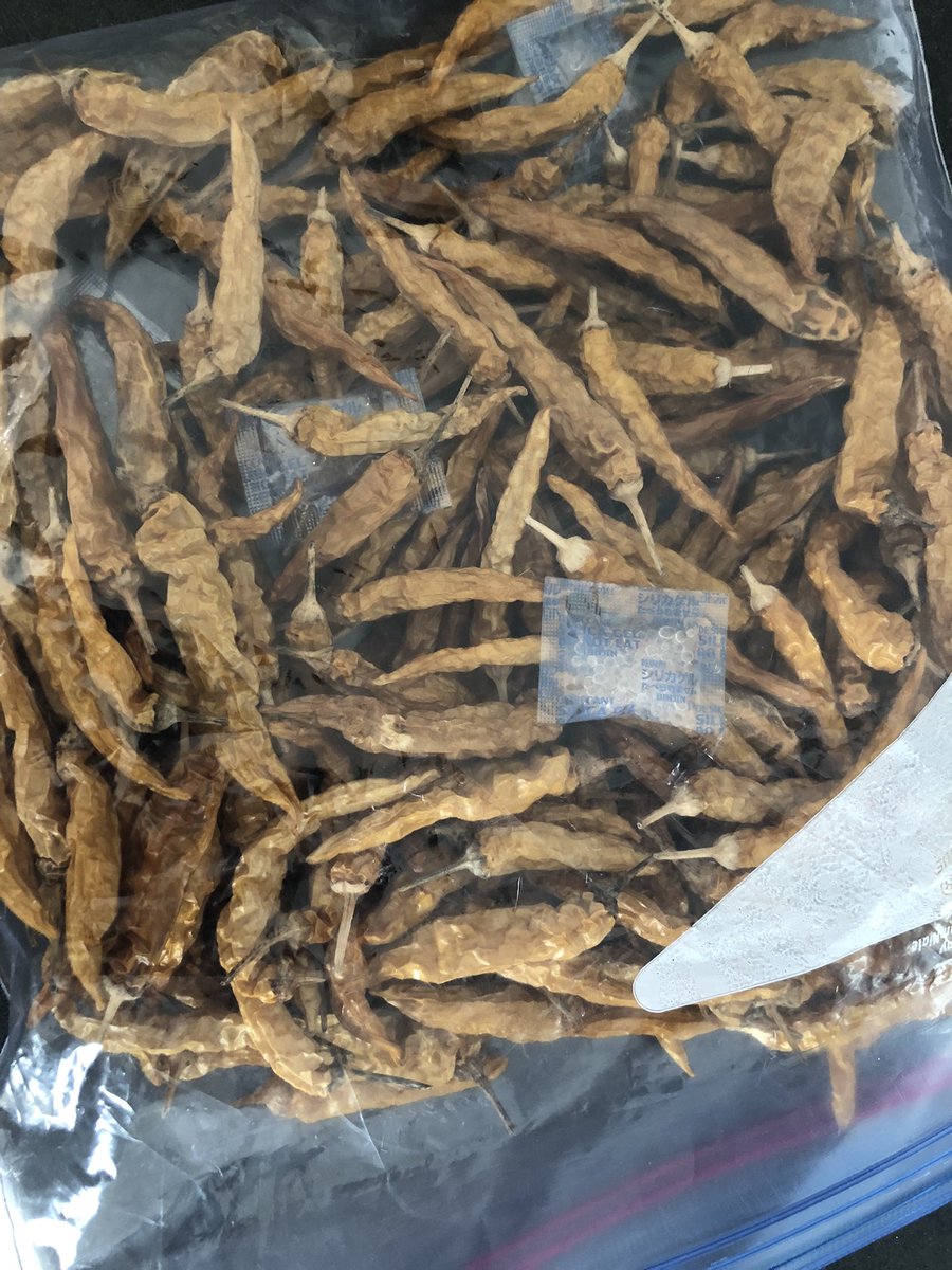 A50131985's tweet photo. 国産、無農薬、無肥料、一味完成🥰
種も料理に使った唐辛子から取ったからタダよ🤣 https://t.co/Gp6sULKQ1l