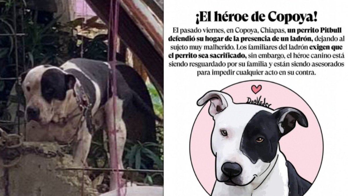 SACRIFIQUEN AL LADRON Y  A SUS FAMILIARES ¿QUIÉN HACE ESTAS LEYEDS EN CONTRA DE LOS ANIMALES'
NO NO Y NO AL SACRIFICIO
