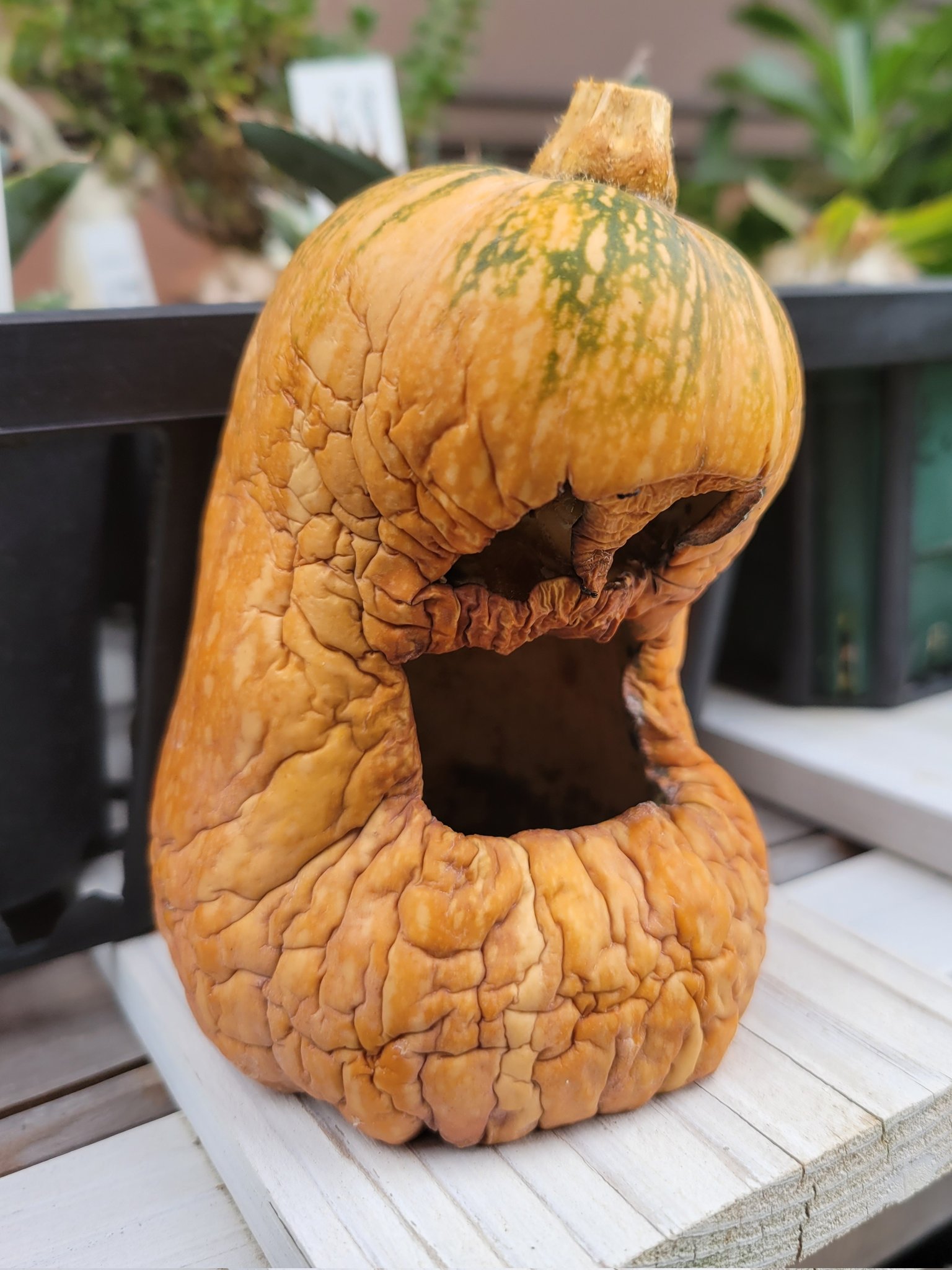 こんたろー こちらは更に老衰が進んでハロウィンまで保ちそうにもない T Co Txc8dmtzvj Twitter