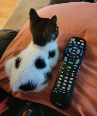 1 remote long