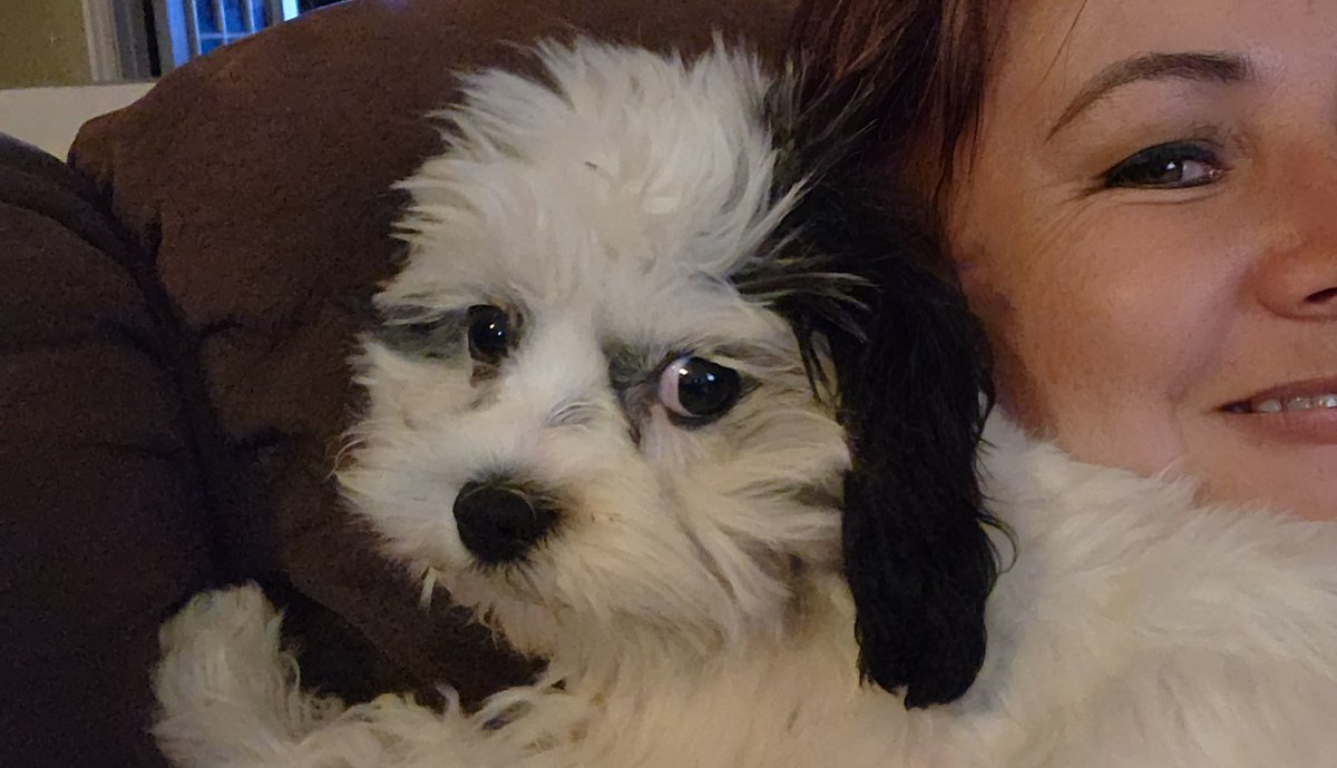 IslandPark2023's tweet photo. Enough politics for today! Isn't she the cutest? #Poppy #ToyCavapoo https://t.co/SME8VvMpOg