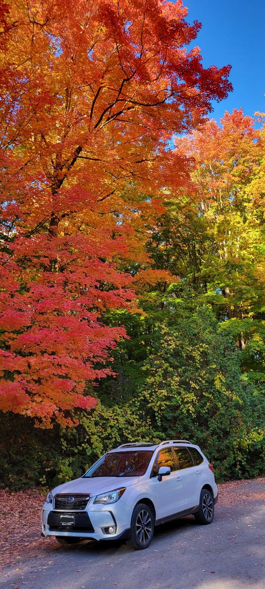 iGaryWong's tweet photo. #FallColours #ThanksgivingCanada #ForesterXT @SubaruCanada @SubaruRH https://t.co/rhYhyiSjwT