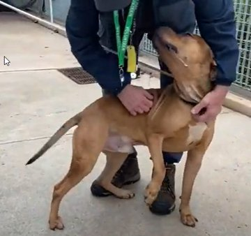 psychicwhisper3's tweet photo. 💔💫PLUTO💫💔 #154385 #NYCACC
Only 12 Months He Has Such A Big❤️He Wags His Whole Body🤗The Sweetest Boy Just Loves Everyone🥰How Can you Dump A Pup For Being Lively🙄Thats Being Young!
Hurry & Get This BOY Out You Will Have No Regrets Just Adorable😍Be Fast☠️Date 10/11
INFO⬇️ https://t.co/RQrgs5xNfQ