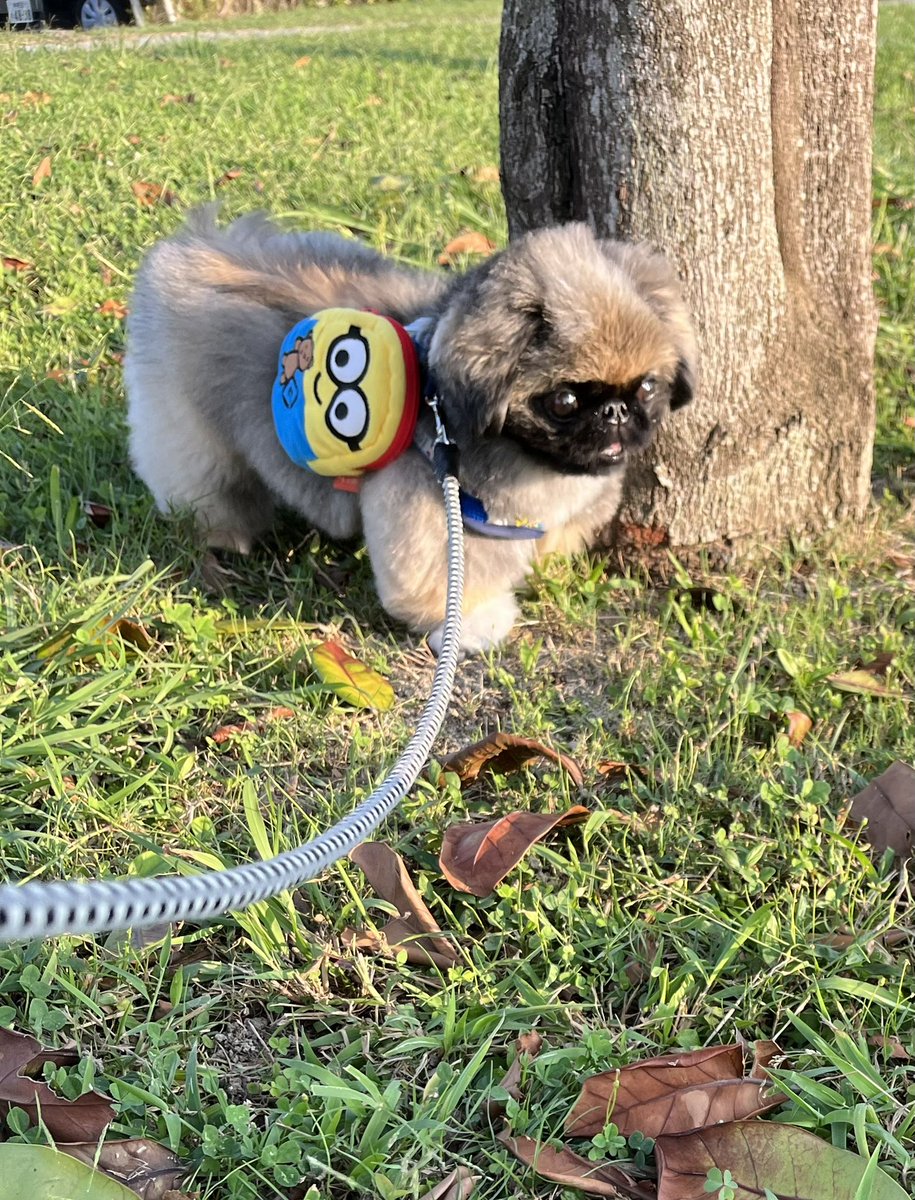 annkokurun's tweet image. ‼️
#ペキニーズ 
#いぬのいる暮らし 
#変顔