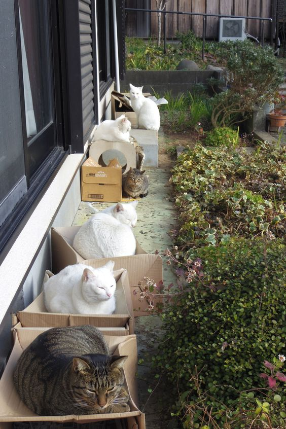 weirdlilguys's tweet photo. how to trap a cat https://t.co/qemuaNirX1