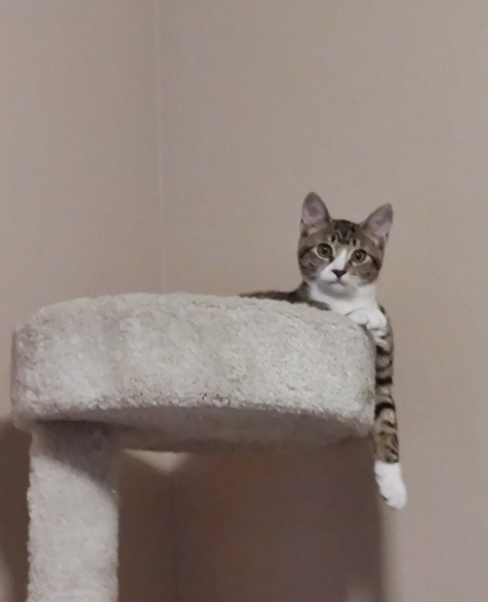 imkittenjack's tweet image. Strike a pose! Vogue! 💃🙅‍♀️🤣🐾😻 Jack, making sure to point his toes. 🐾 #CatsOfTwitter #cats #kittens #kittensofTwitter #KittensKrew #tabbytroup #cute #photo