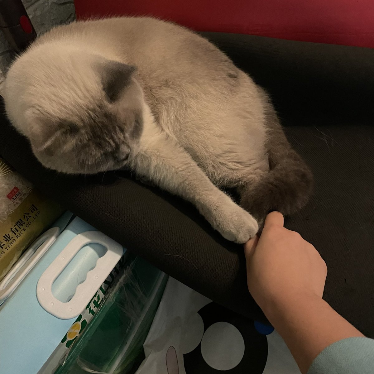 睡在我妈的瑜伽垫上不下来 https://t.co/ihkDZL8JEj