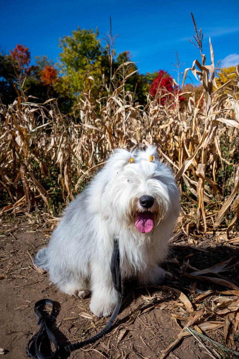 Then again, when it comes to #TongueOutTuesday, sometimes I'm not only cheesy but corny as well. 
I am Archie and I'm a double threat. 
#Corny #CornMaze #fall #dogsoftwitter #topknot