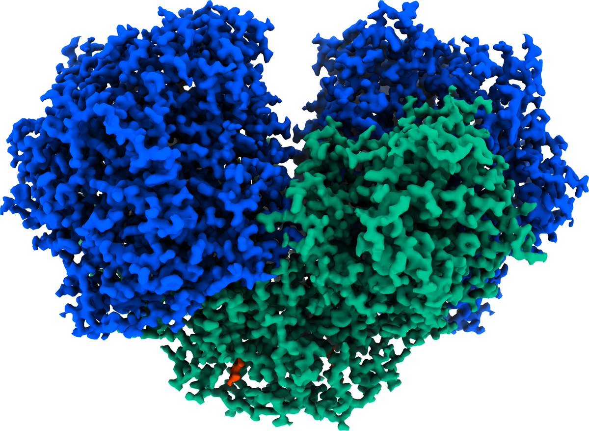 Excited to share the latest work from the @greeninglab and Grinter labs. We resolved the CryoEM structure of Huc at 1.52 Å, record breaking for a non-ferritin sample. Energy extraction from air: structural basis of atmospheric hydrogen oxidation biorxiv.org/content/10.110…