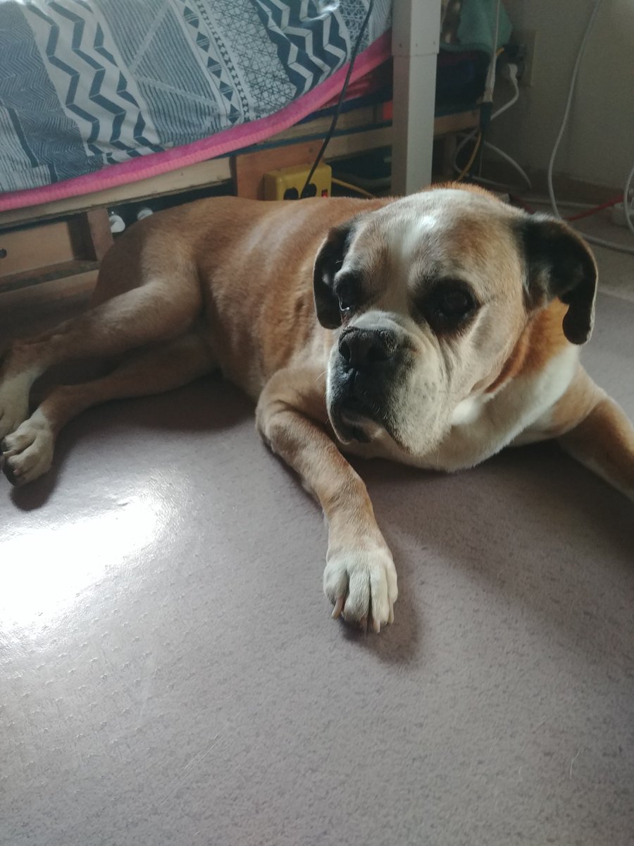 Precious the Boxer 🌈 9.10.22 tweet media
