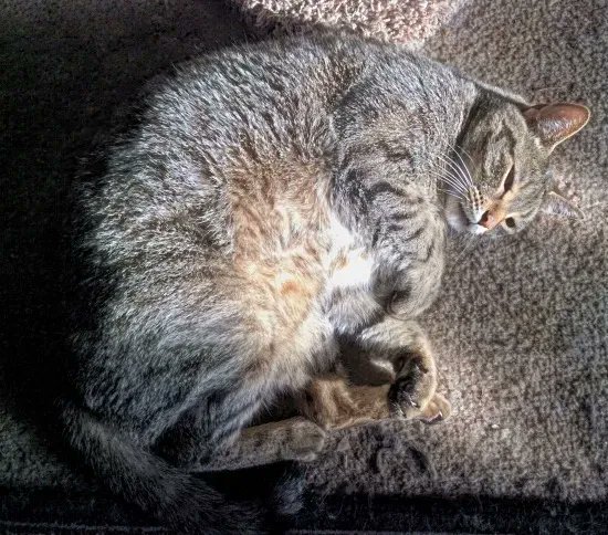 WayofCatsbook's tweet image. The Solar Powered Cat is being efficient. *Passholders -  Science at the Way of Cats buff.ly/2Qxjw5i 

Cats love sun. Why?
#CatScience #CatsofTwitter #CatTraining #ThursdayMotivation