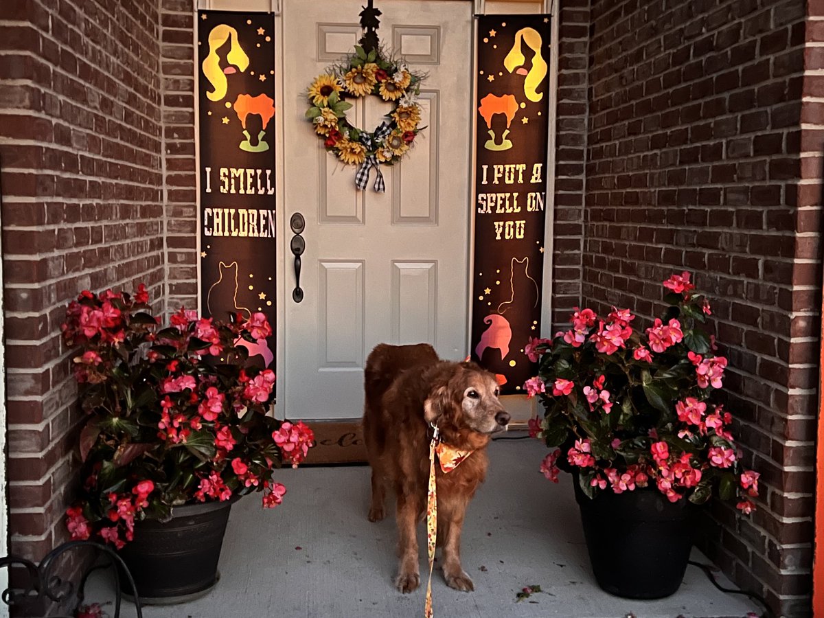 We have the Halloween decorations up already!  It’s such a fun time of year.  #Sadie #hocuspocus #halloween #goldenretriever #iputaspellonyou  #dogsoftwitter