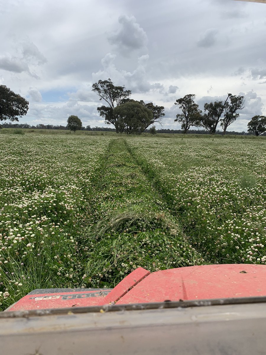 Clover appreciating the wet season