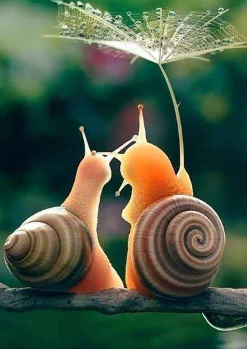 tuhinsant's tweet photo. Good morning friends 🥰🌷🌸
Happy day ❤ https://t.co/rkoWLk9hWS