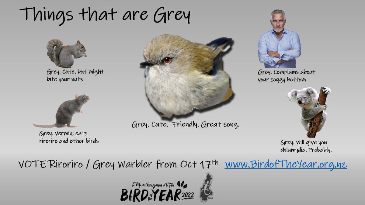 Vote for <a href="/RiroriroBOTY/">Riroriro/Grey Warbler for Bird of the Year 2022</a> for Bird of the Year 2022 and avoid Chlamydia and a bite on your nuts. 
.
<a href="/Forest_and_Bird/">Forest & Bird</a> #BOTY2022
#GreyAllDay