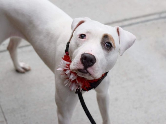 psychicwhisper3's tweet photo. 🆘🪷 LOTUS 🪷🆘 #149107 #NYCACC 
She Is A Real Dream, A Little Shy At First, Then You See She's Affectionate &amp; Loves❤️Playing With Her Toys🥰
This Lovable Girl Has A❌☠️Date 10/11❌
Please #PLEDGE #RT #FOSTER #ADOPT #SaveLOTUS 🏃‍♀️ 🪷🐾 🆘  🪷 ☠️ 🏃‍♂️
📧nycdogslivesmatter@gmail.com https://t.co/AoKOsmO5qz