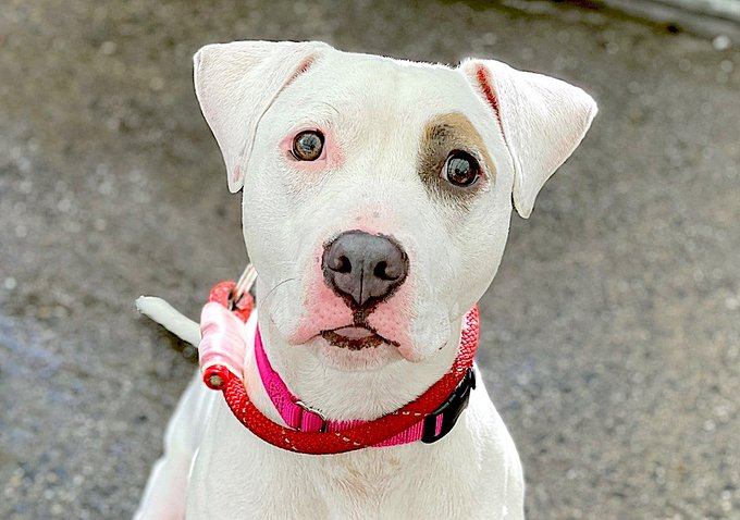 psychicwhisper3's tweet photo. 🆘🪷 LOTUS 🪷🆘 #149107 #NYCACC 
She Is A Real Dream, A Little Shy At First, Then You See She's Affectionate &amp; Loves❤️Playing With Her Toys🥰
This Lovable Girl Has A❌☠️Date 10/11❌
Please #PLEDGE #RT #FOSTER #ADOPT #SaveLOTUS 🏃‍♀️ 🪷🐾 🆘  🪷 ☠️ 🏃‍♂️
📧nycdogslivesmatter@gmail.com https://t.co/AoKOsmO5qz