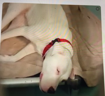 psychicwhisper3's tweet photo. 🆘🪷 LOTUS 🪷🆘 #149107 #NYCACC 
She Is A Real Dream, A Little Shy At First, Then You See She's Affectionate &amp; Loves❤️Playing With Her Toys🥰
This Lovable Girl Has A❌☠️Date 10/11❌
Please #PLEDGE #RT #FOSTER #ADOPT #SaveLOTUS 🏃‍♀️ 🪷🐾 🆘  🪷 ☠️ 🏃‍♂️
📧nycdogslivesmatter@gmail.com https://t.co/AoKOsmO5qz