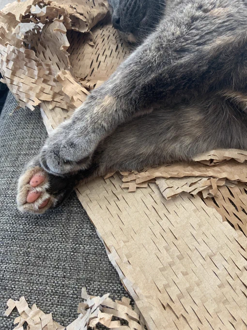 Speckled torty beans are good beans 