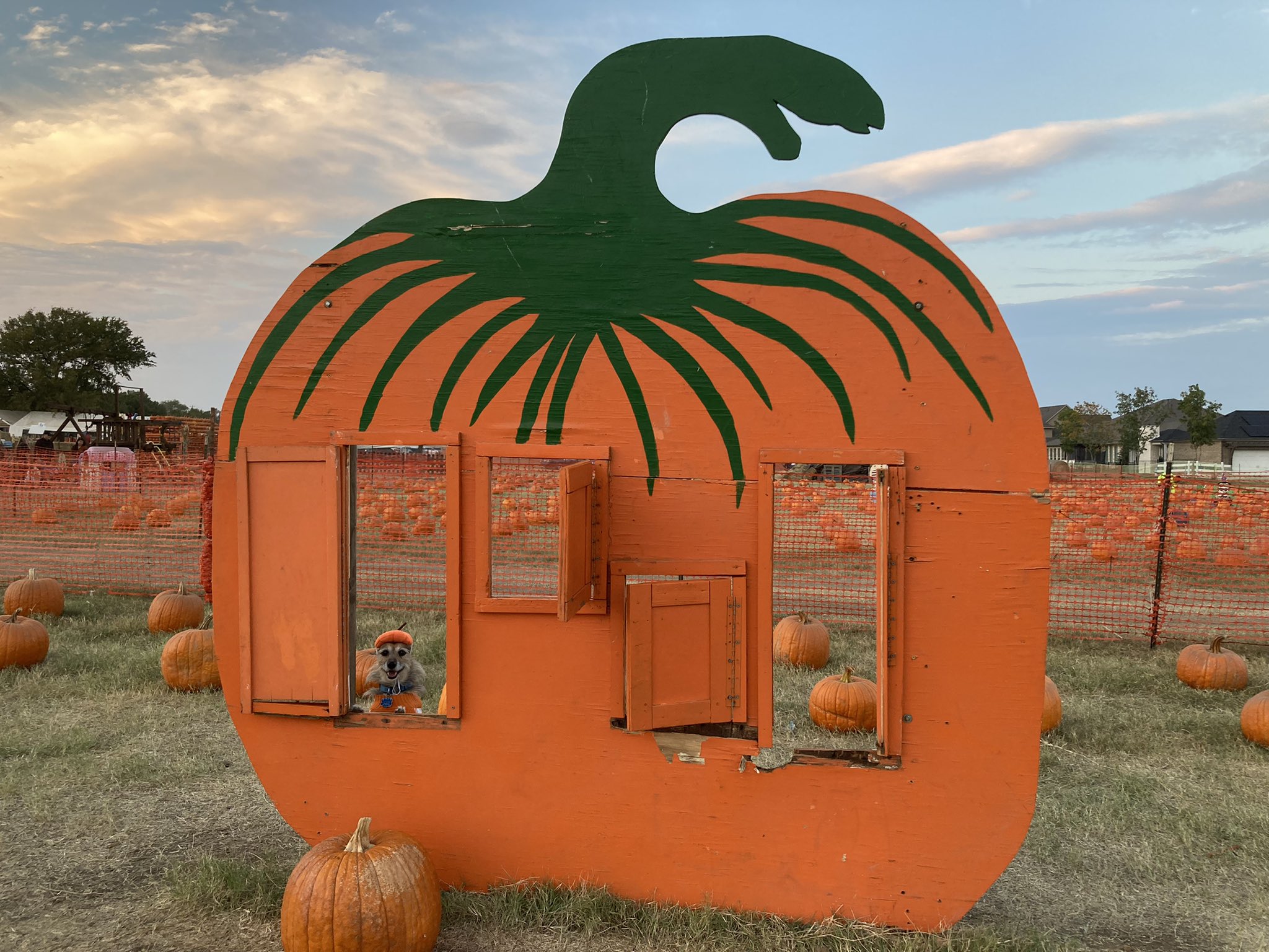 flower mound pumpkin patch discount code