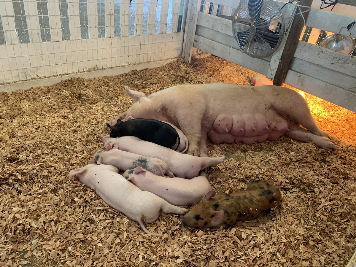 mpcohenmd's tweet photo. @DebAmlen Met these guys at the Oregon State fair and lost my taste for bacon altogether https://t.co/XTAuqPAVbc