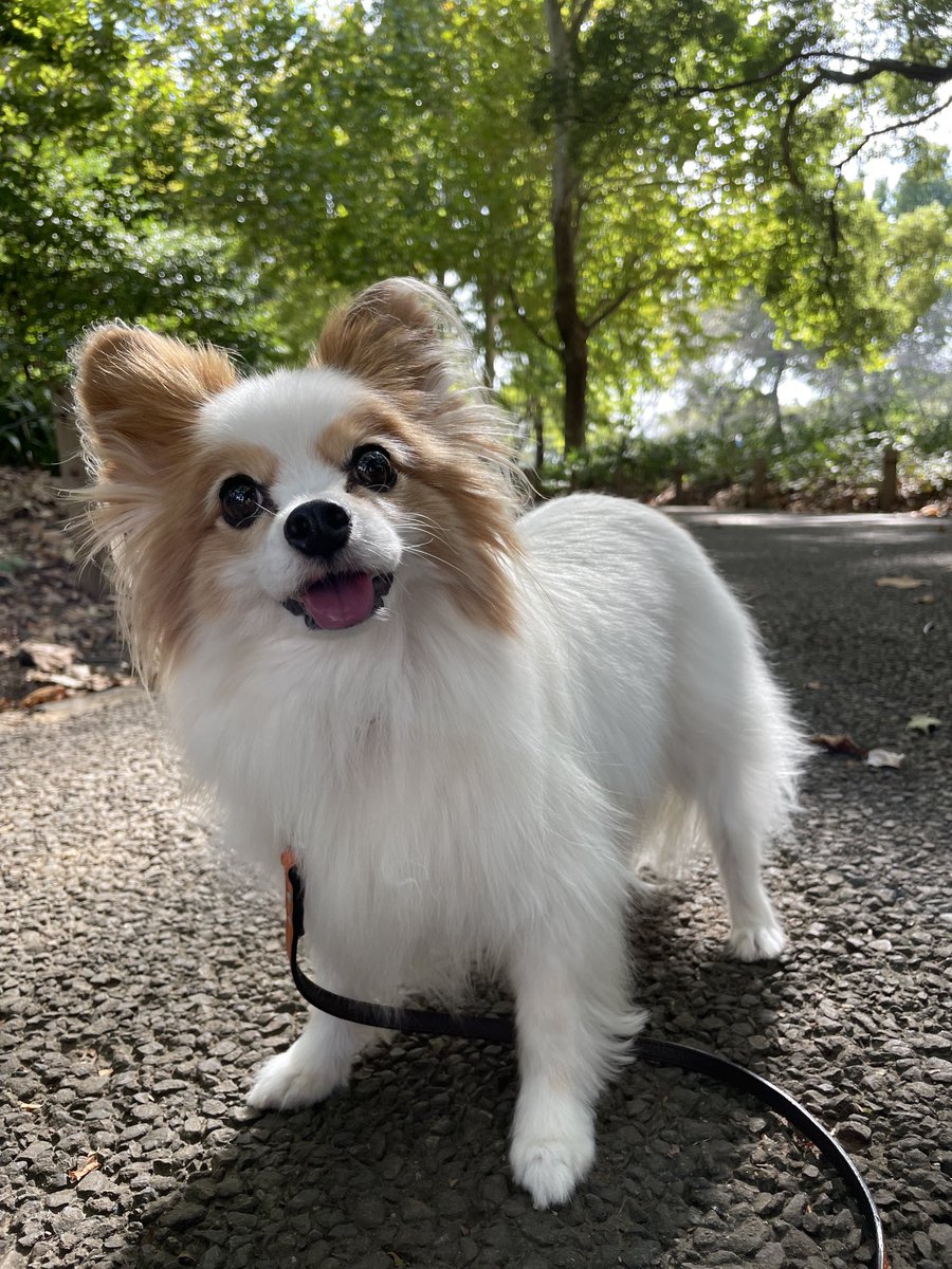 namastie's tweet photo. やっと晴れたので大好きな公園に来た。気持ちいー✨

#今日のナナさん #パピヨン #犬のいる生活 #林試の森公園 https://t.co/ds1BaJRW3K