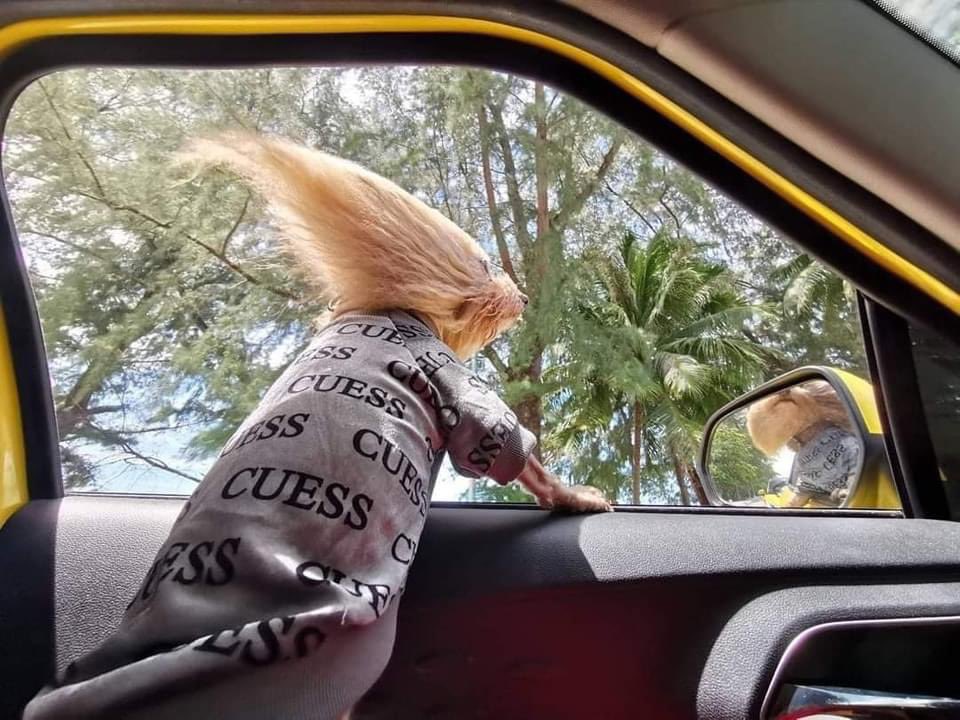 DiloConPerritos's tweet photo. El Pelos. https://t.co/EBbqhQMH4S