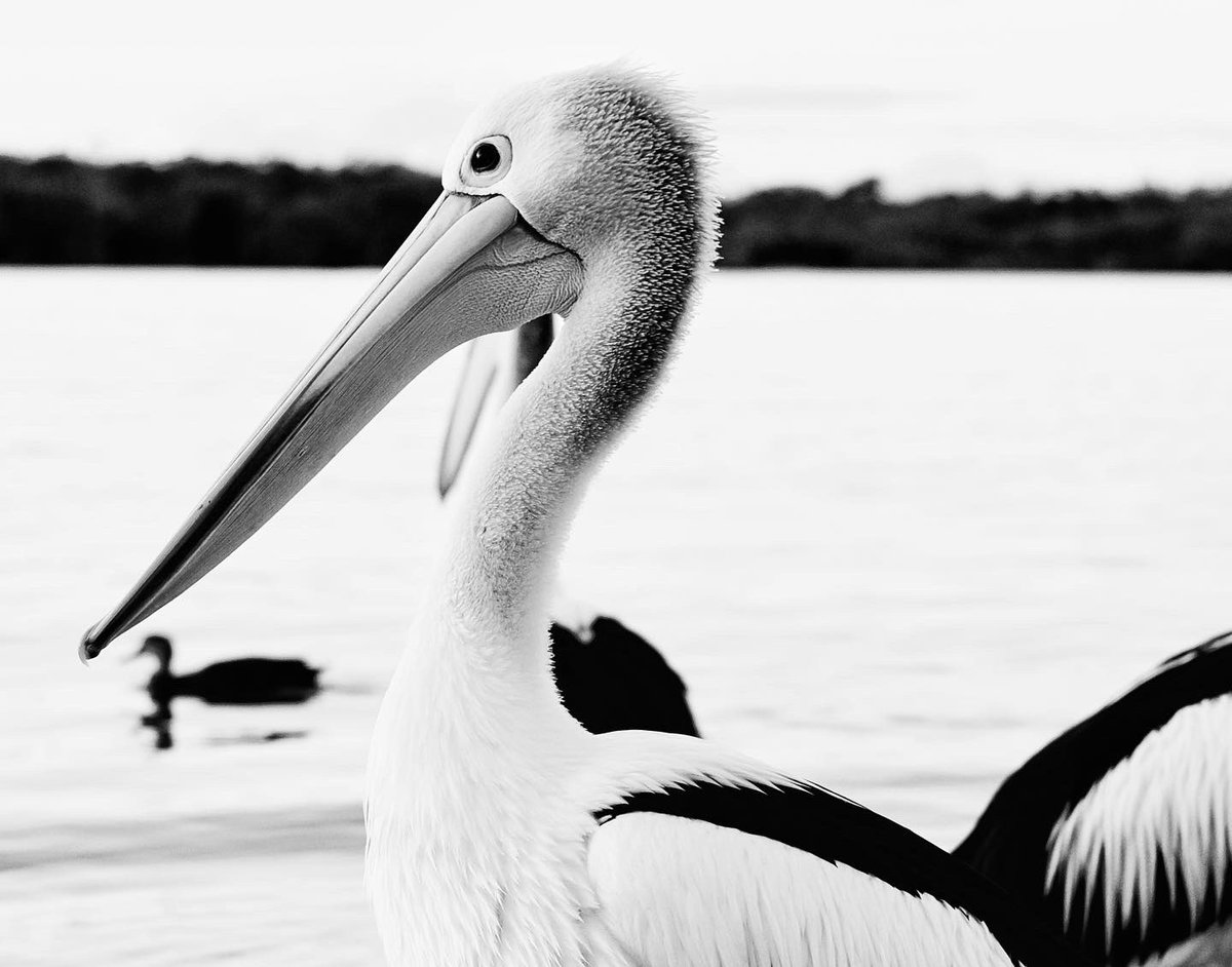 clearyourgear's tweet photo. Welcome @canenvironment to Clear Your Gear! With their support we are expanding our program and reducing the impacts of fishing line on migratory birds. In both official languages
💚♻️🎣🇨🇦
#clearyourgear #recycleyourline #keepingourwatersclean https://t.co/iPSA08ekl0