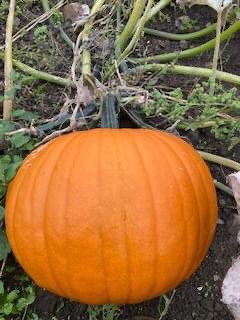 TWO WEEKS TO GO!!!!

We can't wait to welcome you back to Mill Close Farm Pumpkin Patch. The pumpkins are looking great. Big, small, orange, green and white...all ready to pick. 

Open Monday 24th - Monday 31st October 2022, 10.00-3.00

#halloween #pyo #pumpkinpatch