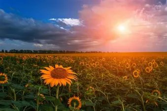 thutuyen002's tweet photo. A common misconception is that flowering sunflower heads track the Sun across the sky. Although immature flower buds exhibit this behaviour, the mature flowering heads point in a fixed (and typically easterly) direction throughout the day https://t.co/Gj62fGhsLm