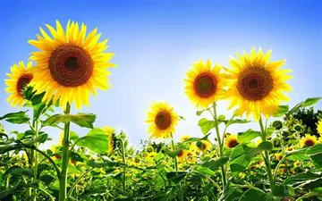 thutuyen002's tweet photo. The sunflower genome is diploid with a base chromosome number of 17 and an estimated genome size of 2,871–3,189 million base pairs.[4][5] Some sources claim its true size is around 3.5 billion base pairs (slightly larger than the human genome).[6] https://t.co/g2DIT8pCm1