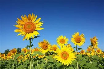 thutuyen002's tweet photo. When growth of the flower stalk stops and the flower is mature, the heliotropism also stops and the flower faces east from that moment onward. This eastward orientation allows rapid warming in the morning and, as a result, an increase in pollinator visits.[11 https://t.co/9CaJPJwtKK