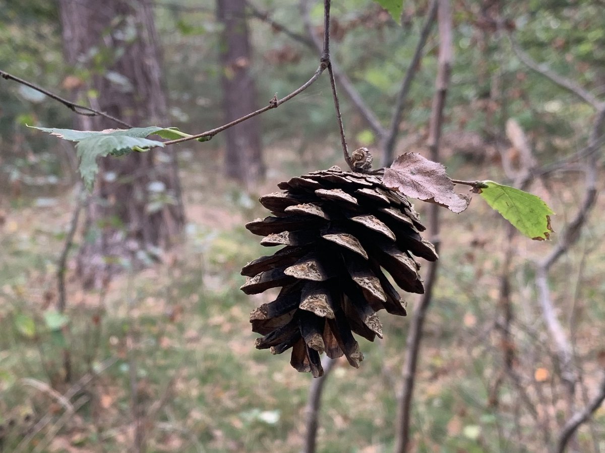Bijzonder, een dennenappel aan een berk. Goede val 😉