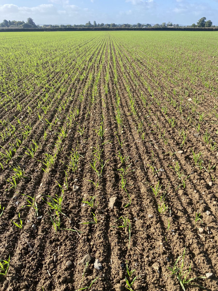 Rye ain’t out of the slug danger zone just yet!  Normally dont worry about cereals once they get a few leaves but rye is irresistible to slugs.  Have  170 plants/m2 established but will have keep watch for my mollusc ‘friends’