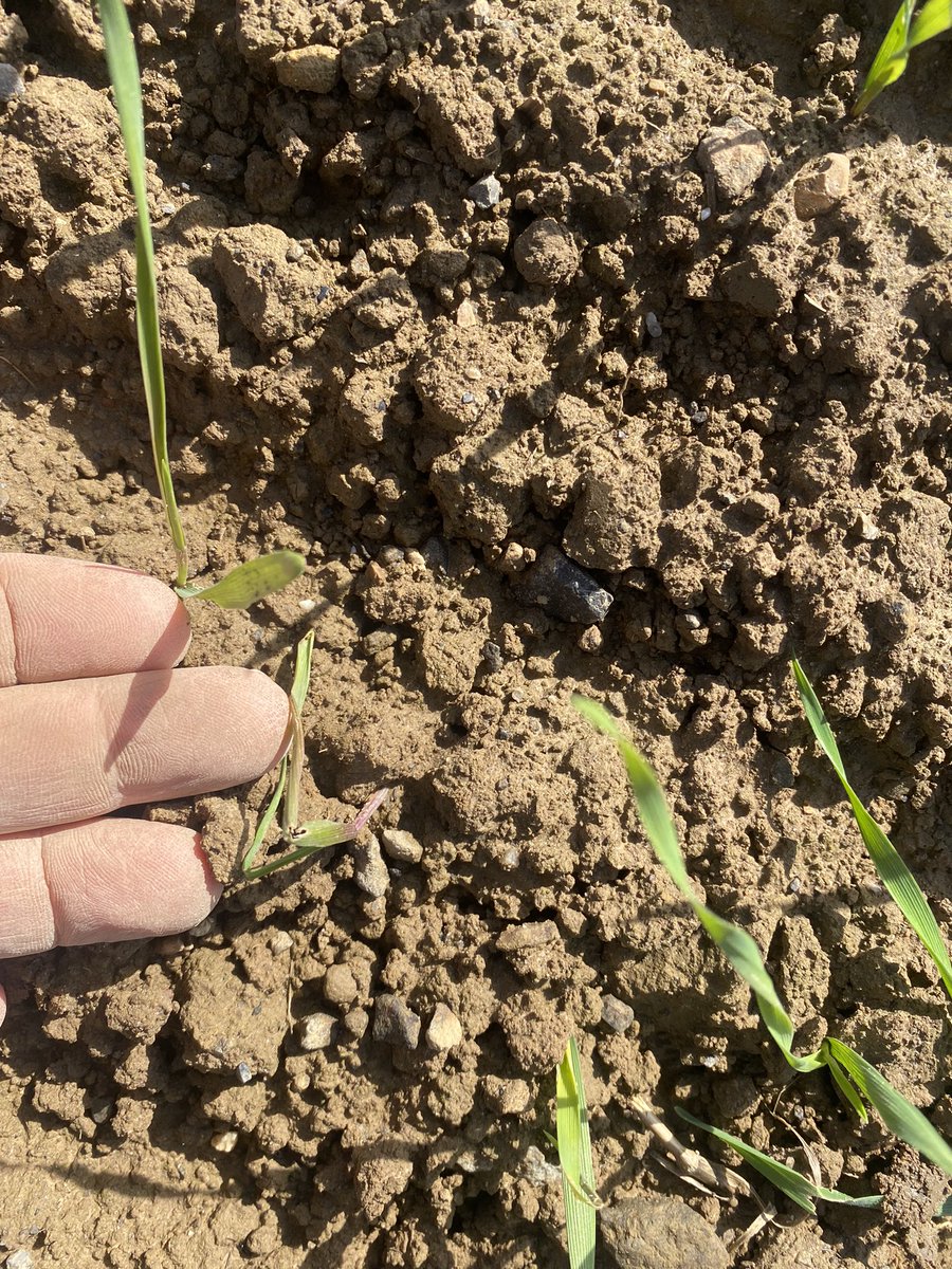 Tim_Seedtech's tweet photo. Rye ain’t out of the slug danger zone just yet!  Normally dont worry about cereals once they get a few leaves but rye is irresistible to slugs.  Have  170 plants/m2 established but will have keep watch for my mollusc ‘friends’ https://t.co/cS0Iq5yE1q