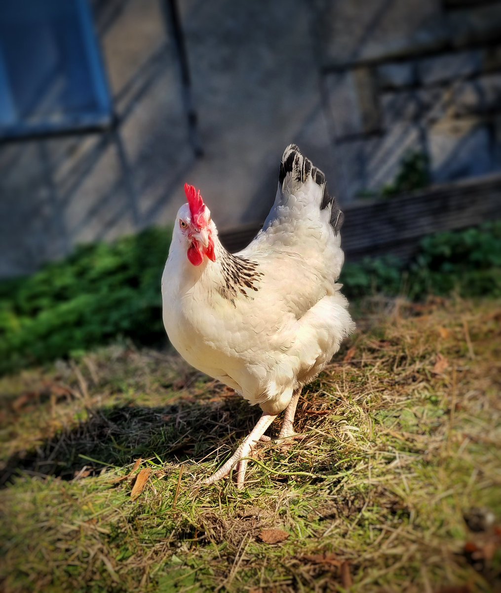 guteinern_ev's tweet photo. Darf ich vorstellen: Fräulein Omlett &amp; Bertha unsere beiden Sussex-Hühner. 🐓
Mehr zu den beiden gibt es hier: https://t.co/lweYaLDKja

#GutEinern #Wuppertal #Hühner #Huhn #Permakultur #Selbstversorgung #Nachhaltigkeit #Sustainability #Chicken #Sussex https://t.co/fnPsY1nR6E