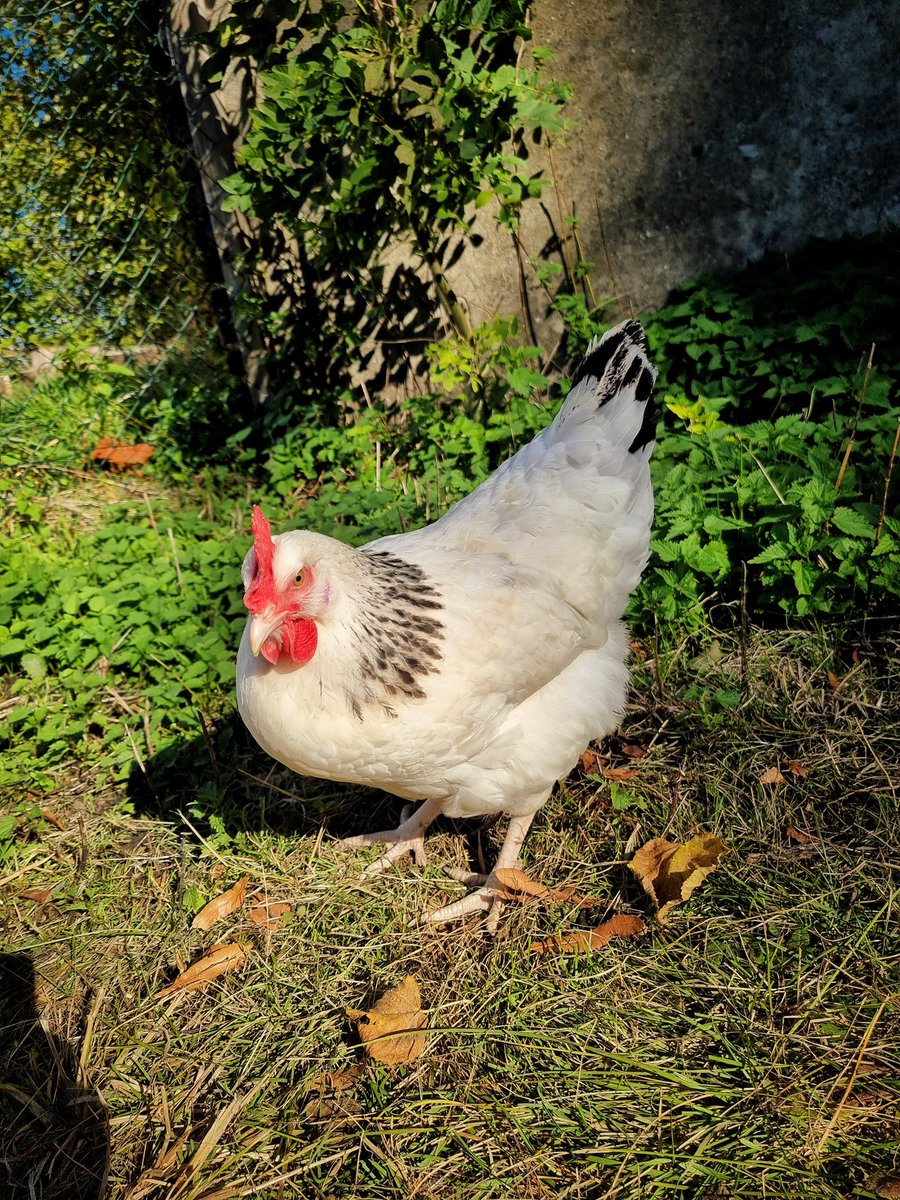 guteinern_ev's tweet photo. Darf ich vorstellen: Fräulein Omlett &amp; Bertha unsere beiden Sussex-Hühner. 🐓
Mehr zu den beiden gibt es hier: https://t.co/lweYaLDKja

#GutEinern #Wuppertal #Hühner #Huhn #Permakultur #Selbstversorgung #Nachhaltigkeit #Sustainability #Chicken #Sussex https://t.co/fnPsY1nR6E