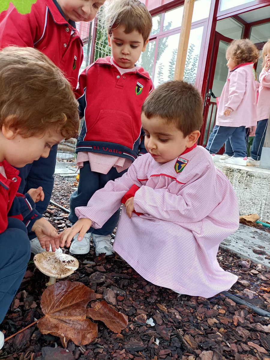 ColegiosElValle's tweet photo. Descubriendo el #otoño🍁 🍄 
#ColegiosElValle #Investigamos #OtoñoenelCole #3INFA #ElValle #LTB https://t.co/zVPK4k8zXS