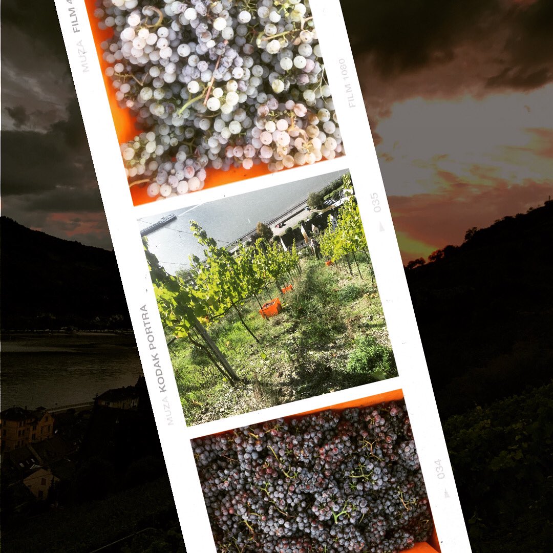 weinpause's tweet image. Am Wochenende haben wir die Handlese mit dem Riesling und dem Roten Riesling beendet. 
Nun heißt es warten auf den Vollernter und die schon gelesenen Trauben im Keller zu betreuen. 
#riesling #rieslinglover #roterriesling #weinlese #weinlese2022 #steillage #seligmacher