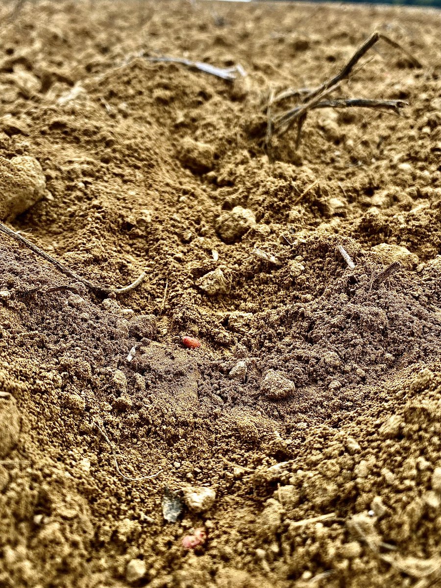 Mes premiers semis de blé et d’orge ! Impatient de voir tout sa rayonner 😍🌱🌾 #semis #blé #orge #Ynovae #agriculture