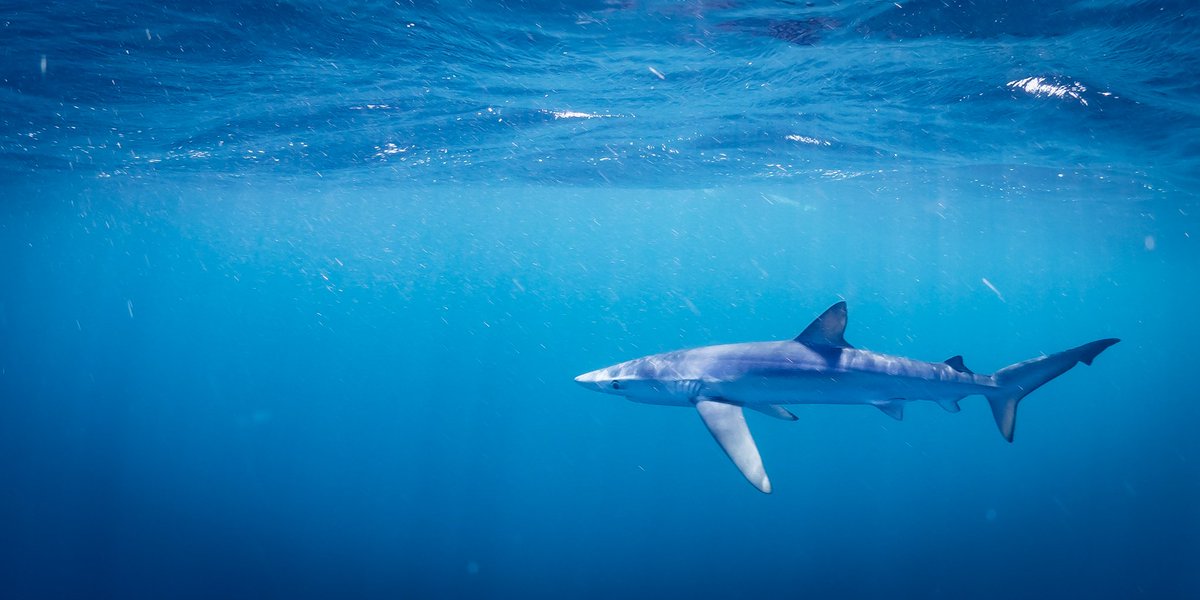 NomadaFoto's tweet photo. Azul en azul
Prionace glauca
tiburón azul / blue shark
 .
#tiburon #shark #requin #tubarao #blueshark #riburonazul #prionaceglauca https://t.co/6zfGtLnVGS